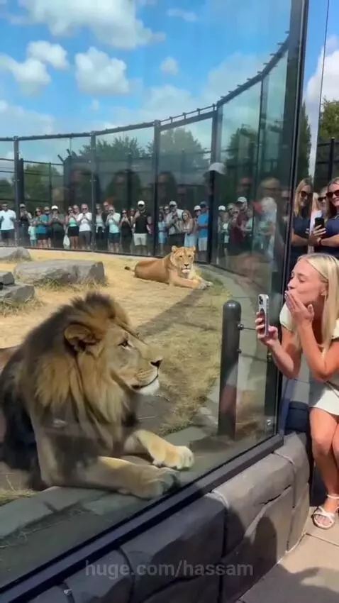 Lioness lunging playfully at a male lion after a woman flirts with him at a zoo enclosure.