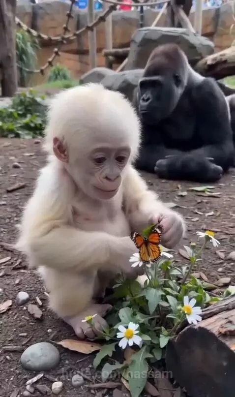 Baby albino gorilla startled by a butterfly, falling backward as its mother rushes to comfort it.