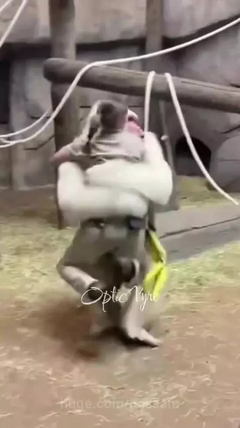 A large white gorilla holding a female zookeeper and lifting her up in an enclosure.