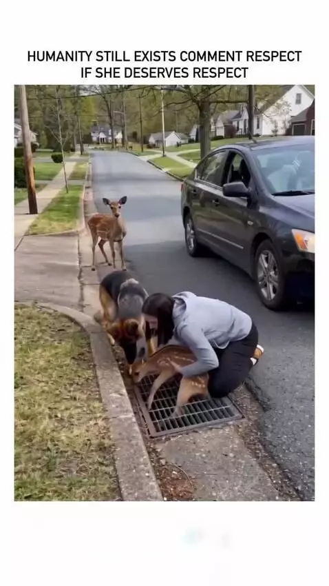 A fawn is pulled from a storm drain by a woman, with its mother deer and a dog nearby.