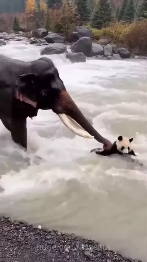 Large elephant with tusks in a river gently pulling a small panda with its trunk.