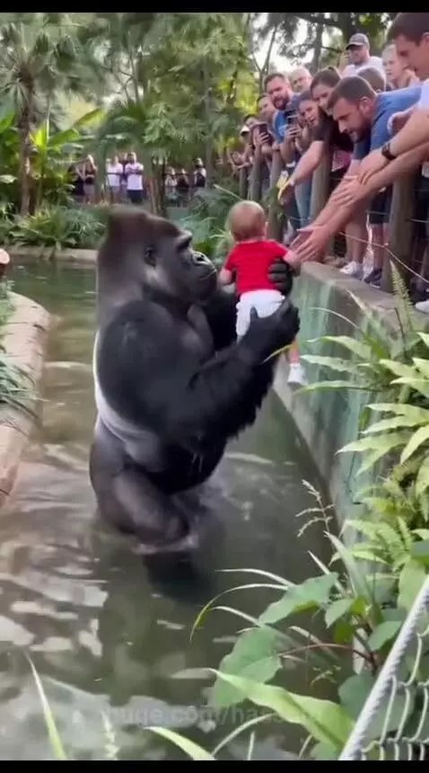 A large gorilla carefully handing a small child back to adults over an enclosure wall.