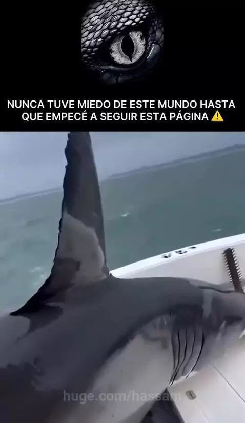 A large shark jumps out of the water next to a fishing boat, thrashing with a fish in its mouth.