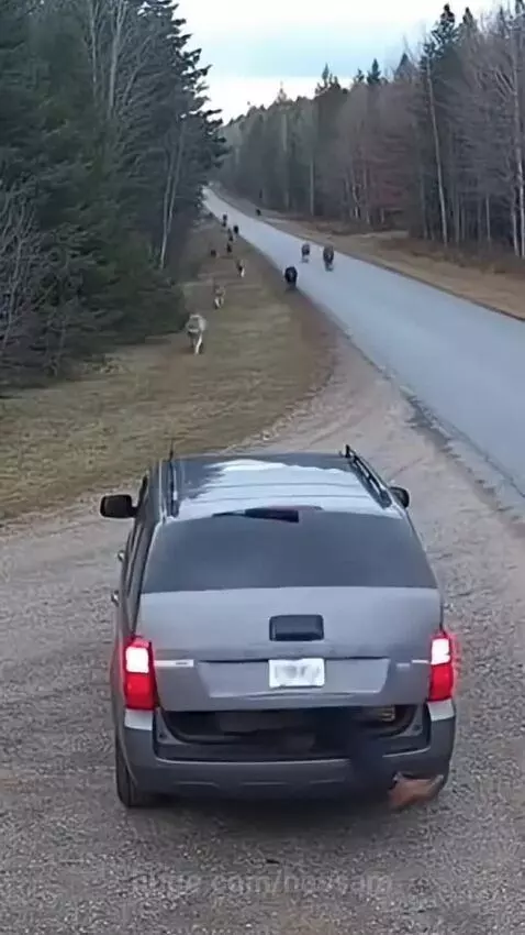 A pack of wolves surrounding and attacking a grey SUV, with some on the hood and roof.