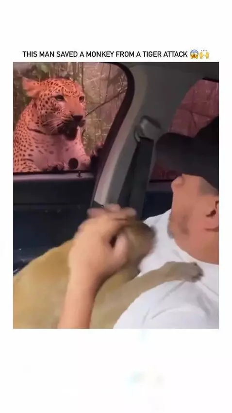 Man comforting a scared monkey inside a car while a tiger growls and paws at the window.
