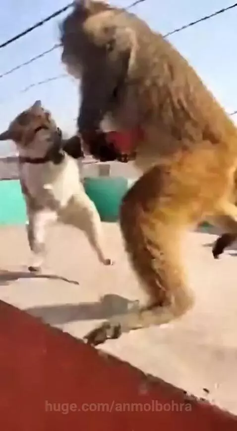 Monkey attacks on cat by anmolbohra