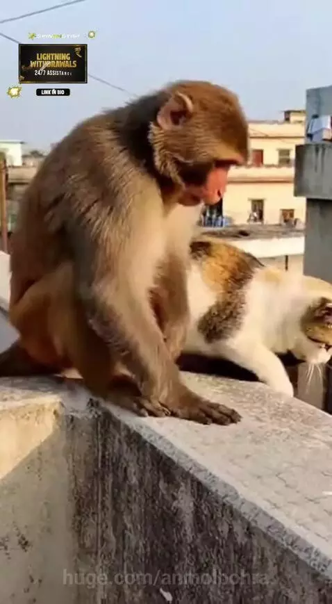 Monkey attacks on cat by anmolbohra