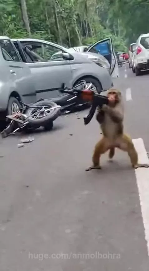 Dhurandhar Bandar 🐒🔥 by anmolbohra