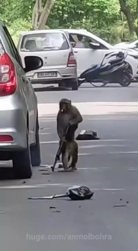 Dhurandhar Bandar 🐒🔥 by anmolbohra