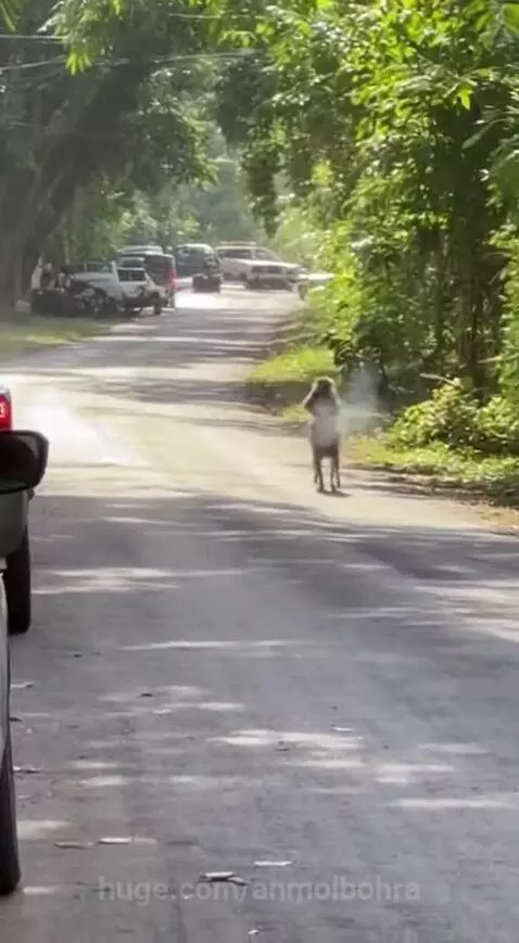 Dhurandhar Bandar 🐒🔥 by anmolbohra