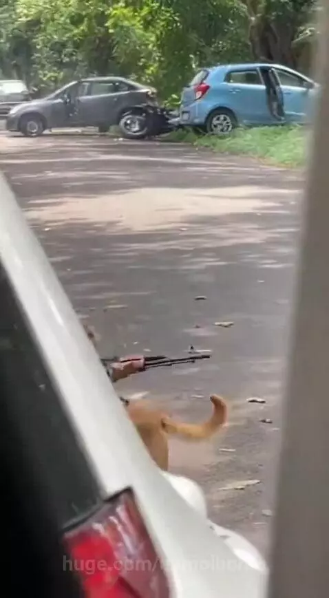 Dhurandhar Bandar 🐒🔥 by anmolbohra