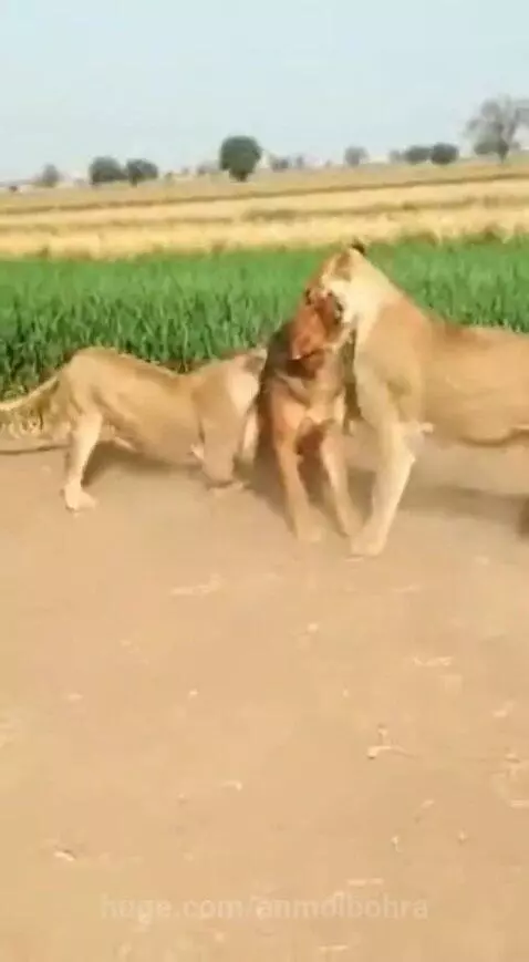 Dhurandhar by anmolbohra