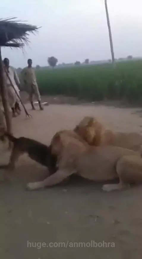 Dhurandhar by anmolbohra