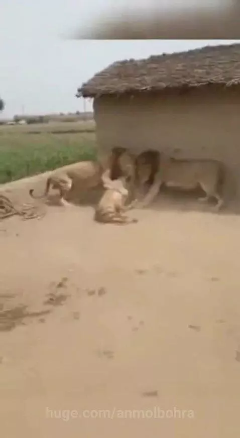 Dhurandhar by anmolbohra