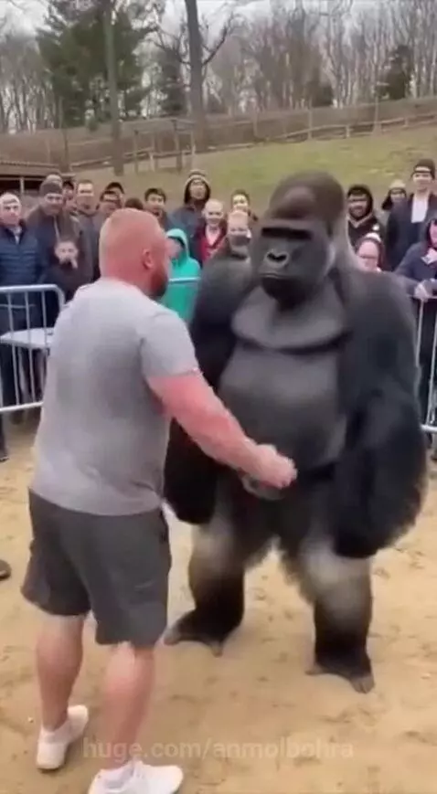 Dhurandhar Bandar 🐒🔥 by anmolbohra