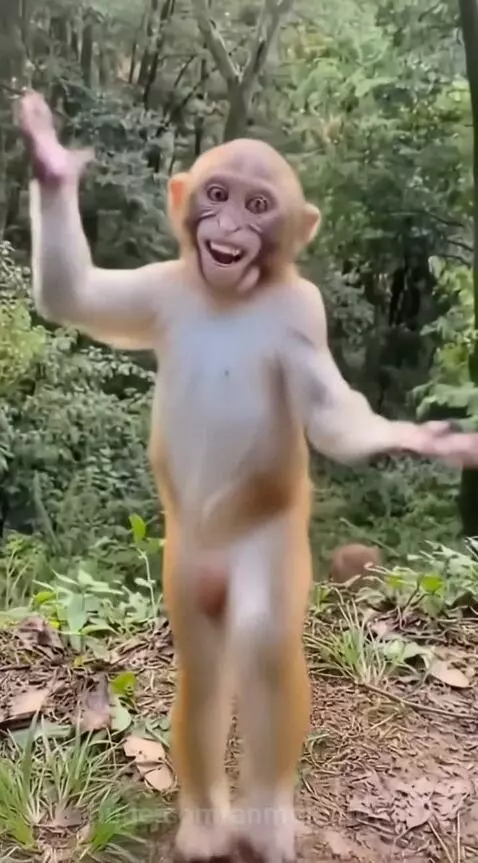 Dhurandhar Bandar 🐒🔥 by anmolbohra