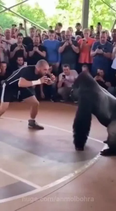 Dhurandhar Bandar 🐒🔥 by anmolbohra