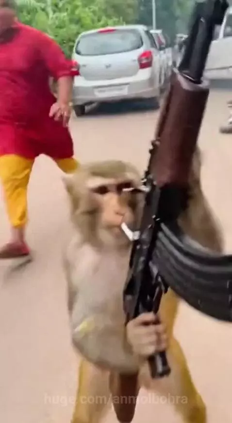 Dhurandhar Bandar 🐒🔥 by anmolbohra