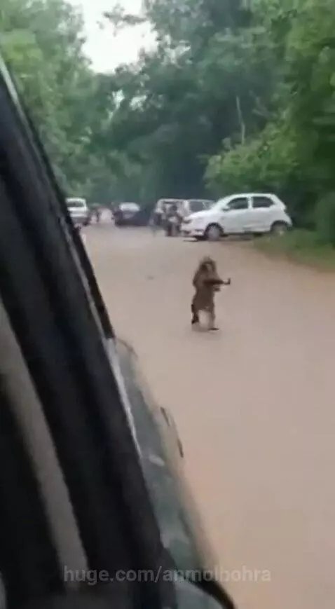 Dhurandhar Bandar 🐒🔥 by anmolbohra