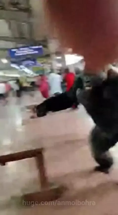 gorilla attack  mumbai local by anmolbohra