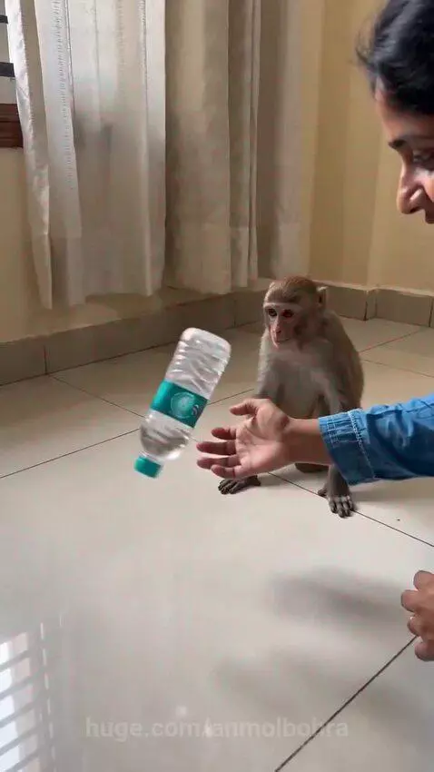 Monkey in a blue shirt successfully flips a water bottle on a tiled floor, looking surprised.