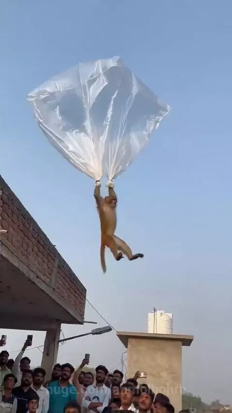 Monkey holding a large plastic sheet like a parachute as it descends from a building over rooftops.