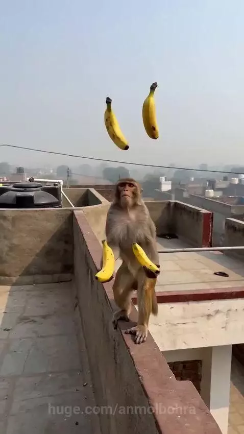 Monkey on a rooftop ledge catching bananas thrown by an unseen person.