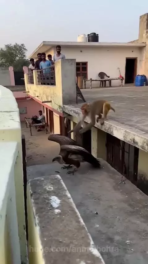 Monkey clinging to the back of a large bird as it flies through the sky.