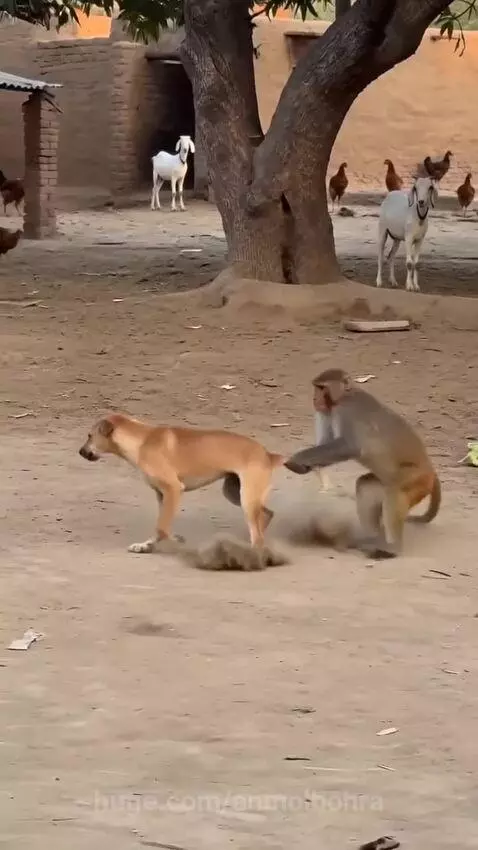 Monkey on a dog's back, dog running on dirt ground, dust kicking up, other animals in background.