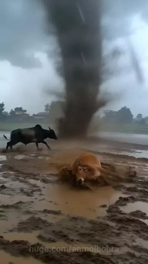 Cows in a muddy field reacting to a swirling vortex with mud splashing and lightning effect.