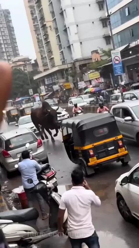 A large bull standing on the crushed roof of a yellow and black auto-rickshaw on a wet city street.