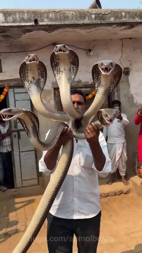 Man in white shirt holds five cobras with open mouths, surrounded by a chanting crowd filming on phones.