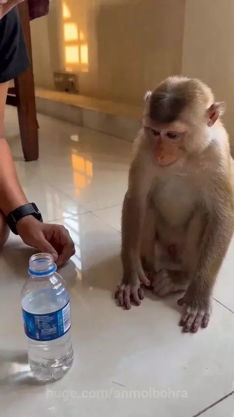 Monkey sitting on floor successfully flips a water bottle upright, looking surprised.