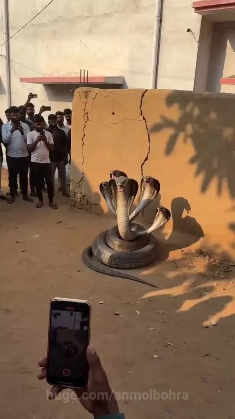 A large, multi-headed cobra sculpture with mouths open, surrounded by a crowd filming on mobile phones.