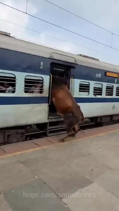 A bull standing at the open door of a train on a platform, with people filming.