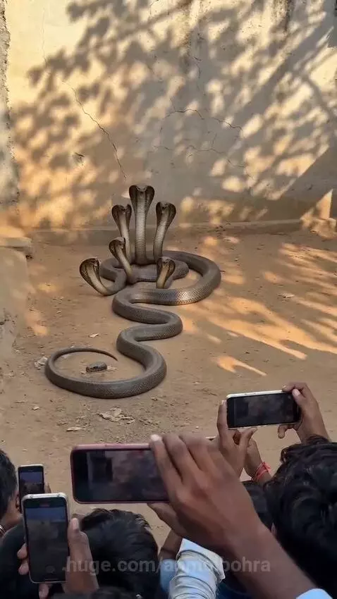 A large snake with five heads raised, resembling Sheshnag, surrounded by a crowd filming with their phones.