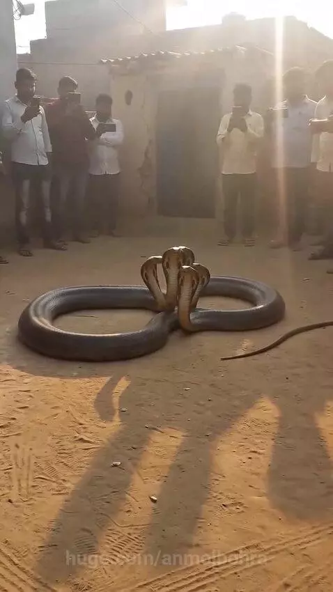 A large, multi-headed cobra coiled on sandy ground with heads raised, surrounded by a crowd of people recording.