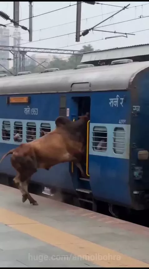 A brown bull attempts to jump into the open door of a moving blue train at a station platform.