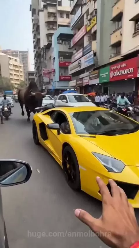 A large bull standing on the crushed hood of a yellow Lamborghini, with a smashed windshield.