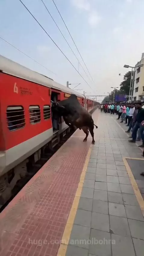 A large bull walks on a train platform near a red train and surprised onlookers.