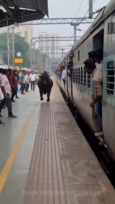 A large bull runs alongside a train on a crowded station platform, with people watching in shock.