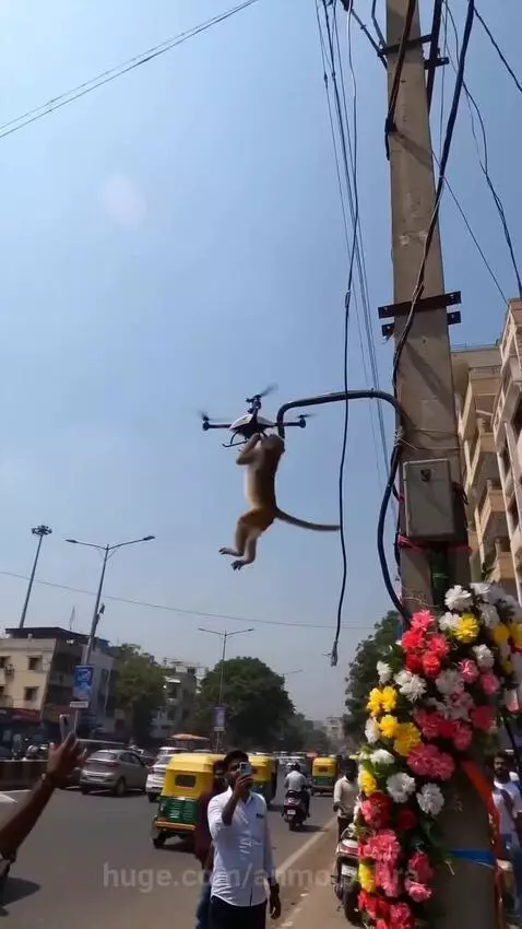 A monkey hanging from a drone as it flies over a busy street with people watching below.