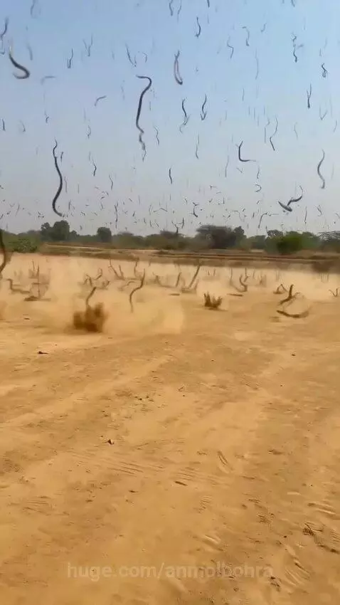 Numerous dark, snake-like figures emerging and moving across a wide, dry, sandy field under a clear sky.