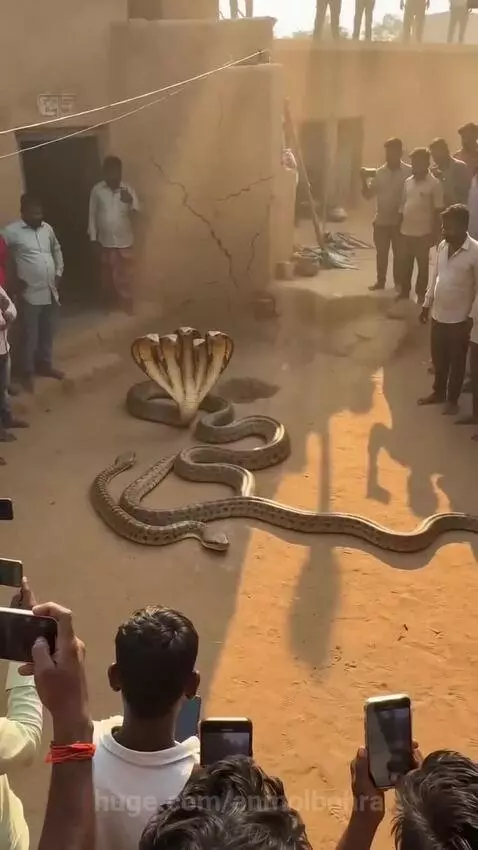 Large crowd gathered in a village watching a multi-headed cobra with spread hood, surrounded by other snakes.