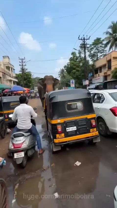 An elephant stands on a crushed auto-rickshaw on a muddy street, with onlookers reacting in panic.