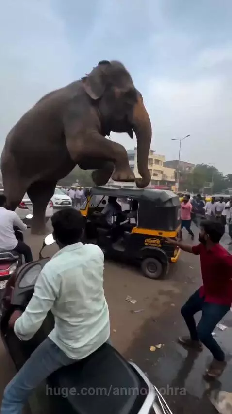 Elephant standing on top of a crushed auto-rickshaw in a busy Indian street.