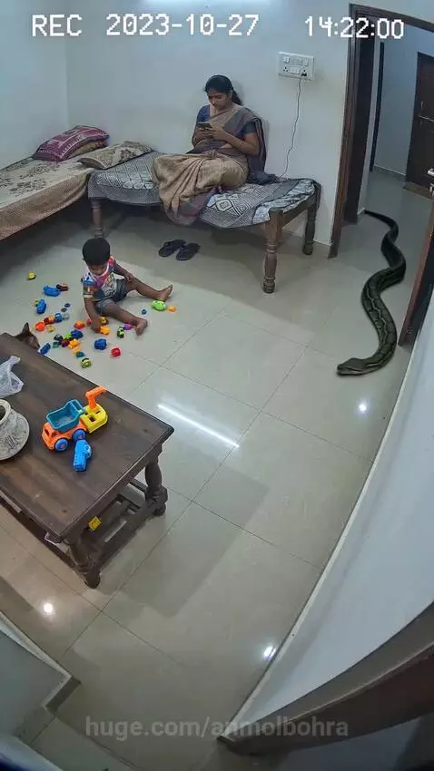 A cat faces off against a large snake in a room while a child plays nearby.