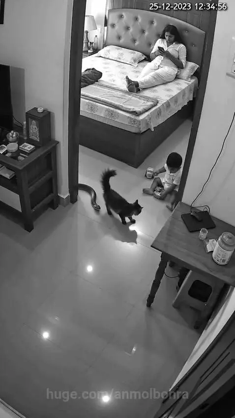 Black cat confronting a large snake on the floor near a child.