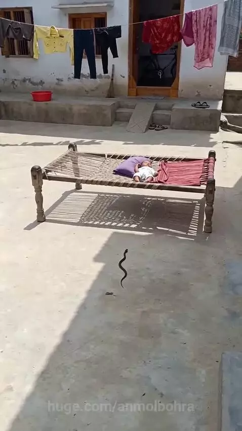 A peacock stands over a sleeping baby in a cot, with a snake visible on the ground nearby.