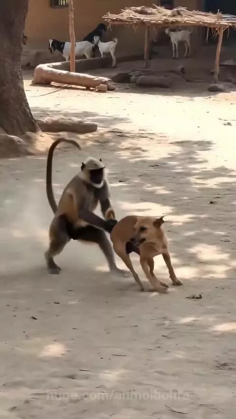 A monkey is seen climbing a tree after attempting to mount a distressed dog on the ground in a rural village setting.